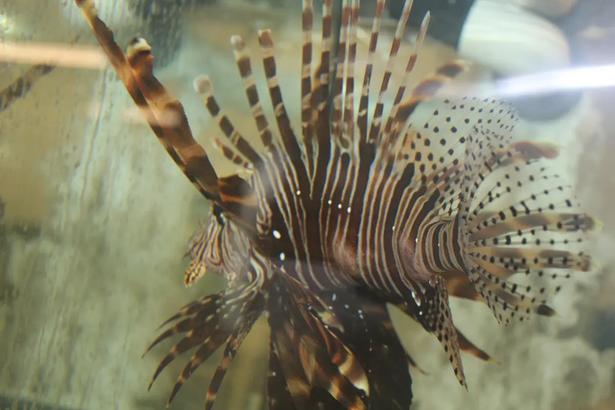 Volitan Lionfish Jumbo (10”) 1
