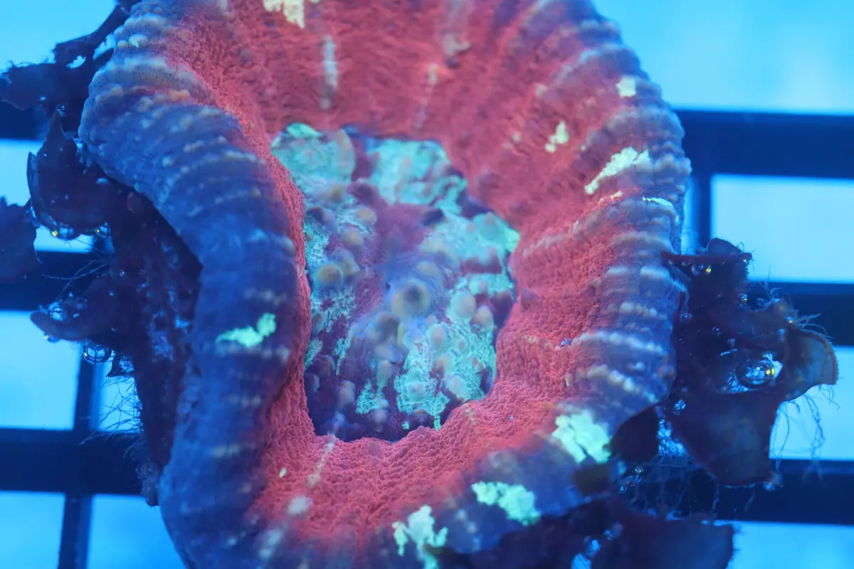Aussie Pink Scoly (D40) 1