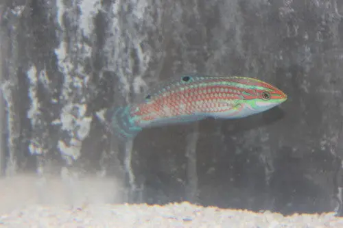 Christmas (Ornate) Wrasse 1