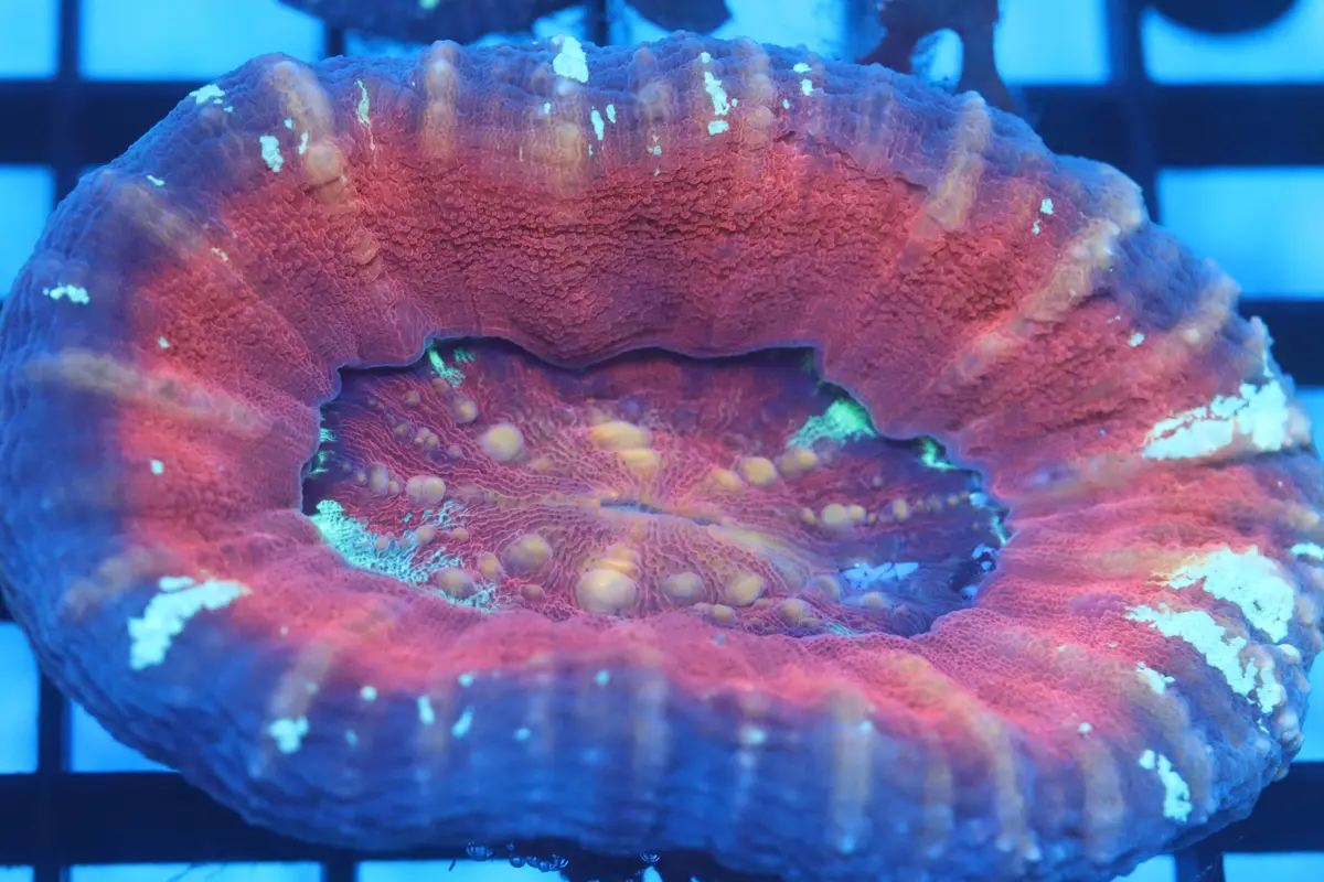 Aussie Pink Scoly (D39) 1
