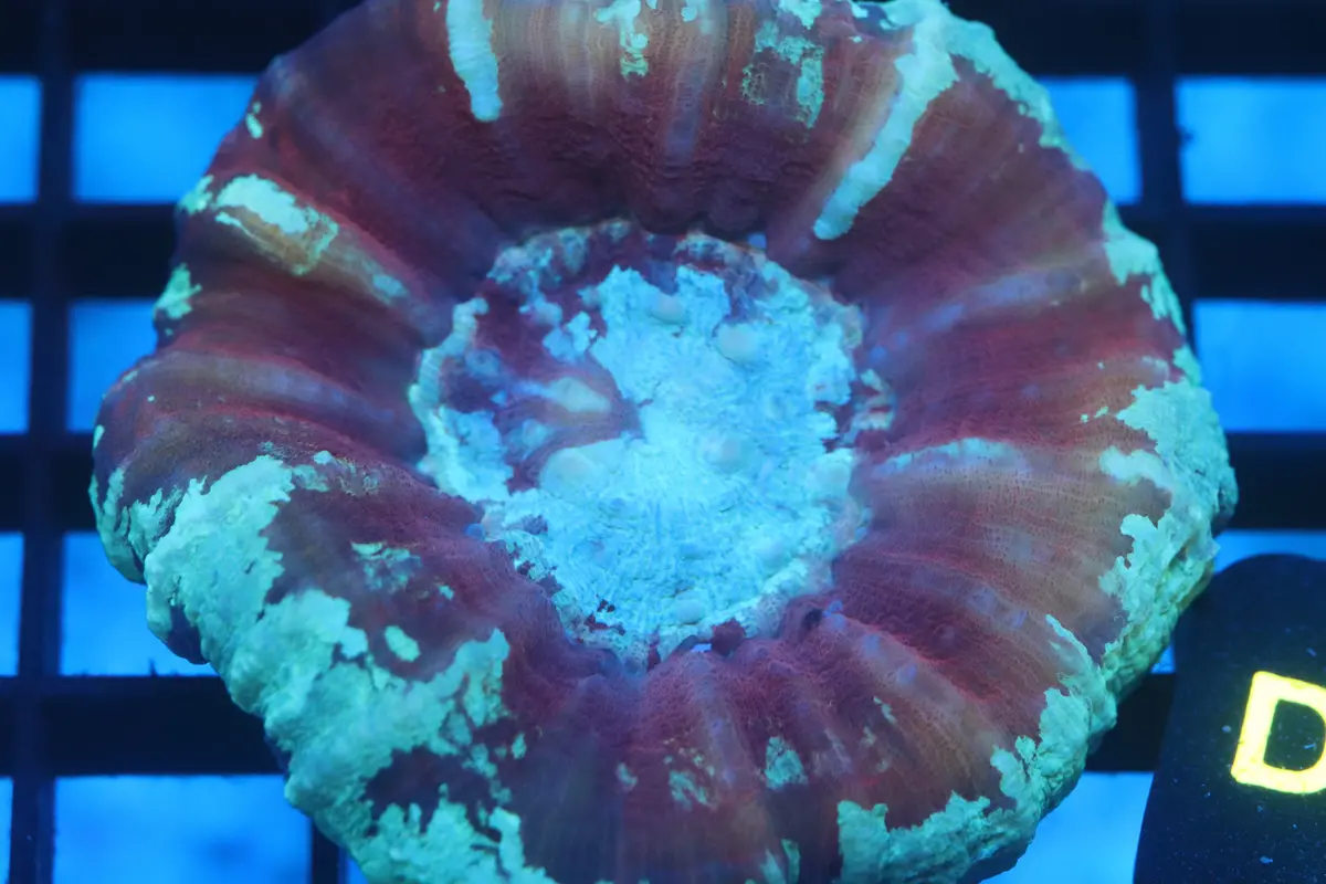 Aussie Pink Scoly (D37) 1