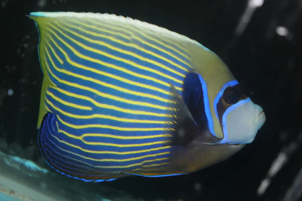 Imperator Angelfish-Adult (10" Male W Streamer) 1
