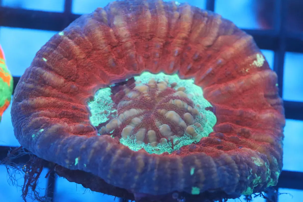 Aussie Pink Scoly (D35) 1