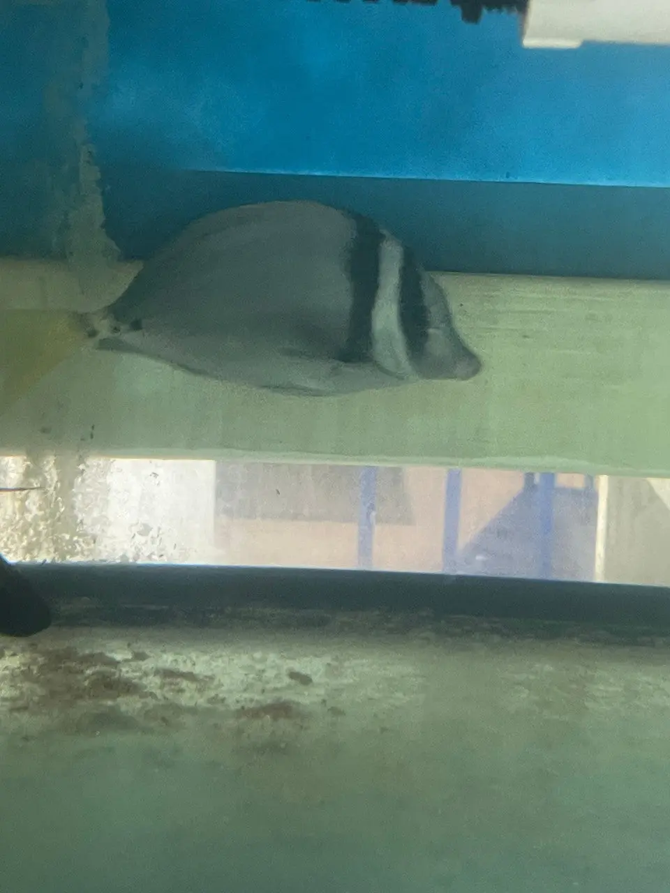 Yellow Tail (Razor) Surgeonfish - Prionurus Laticlavius (8”) 1