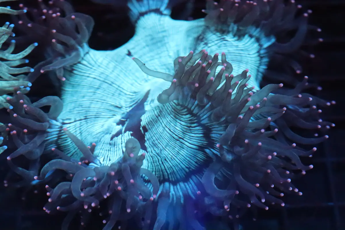 Pink Tip Elegance Coral (C20) 1