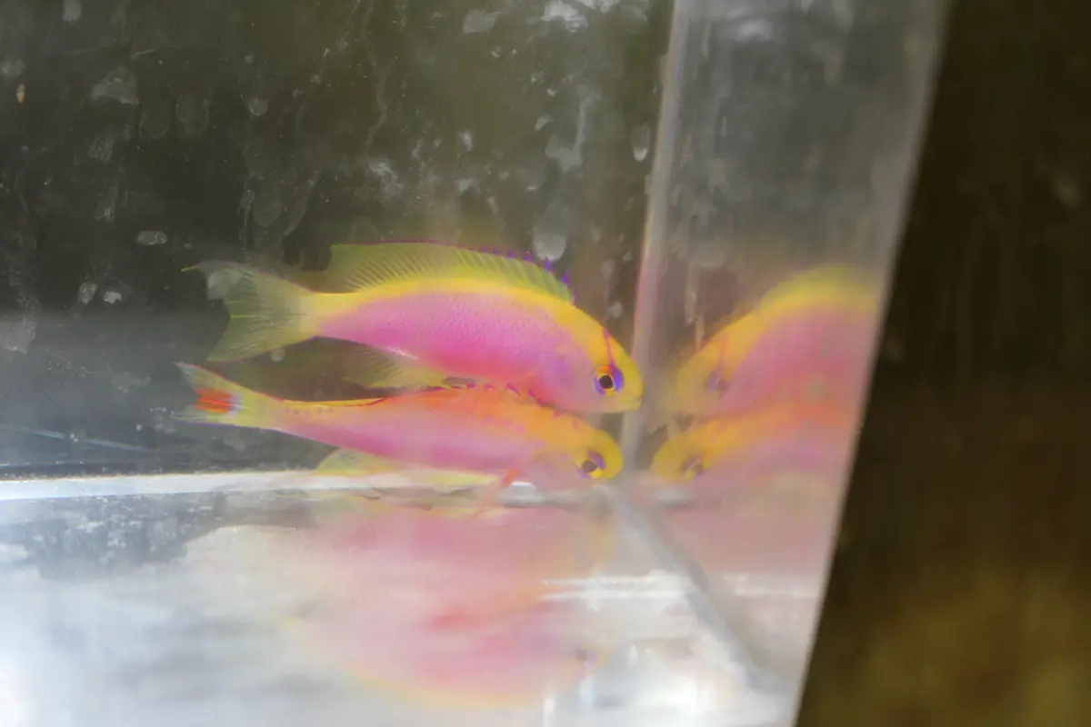 Ventralis Anthias (Female) 1