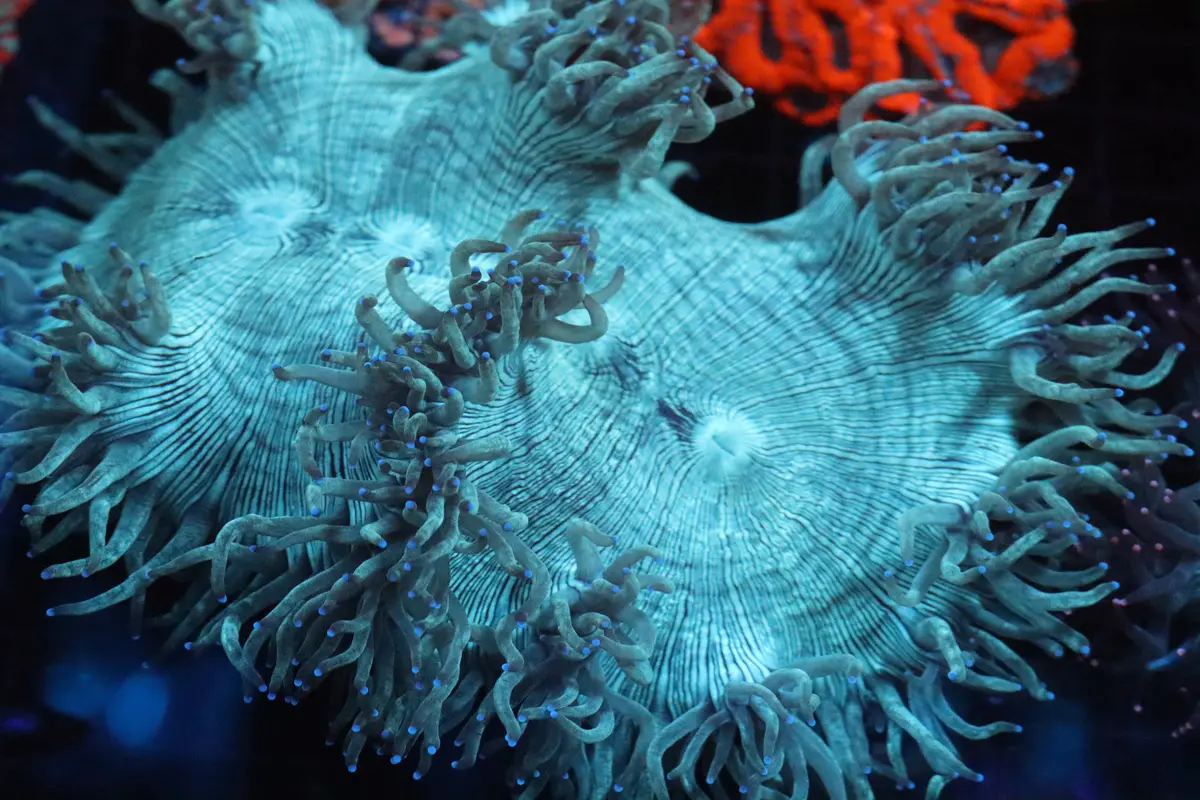 Blue Tip Elegance Coral (C24) 1