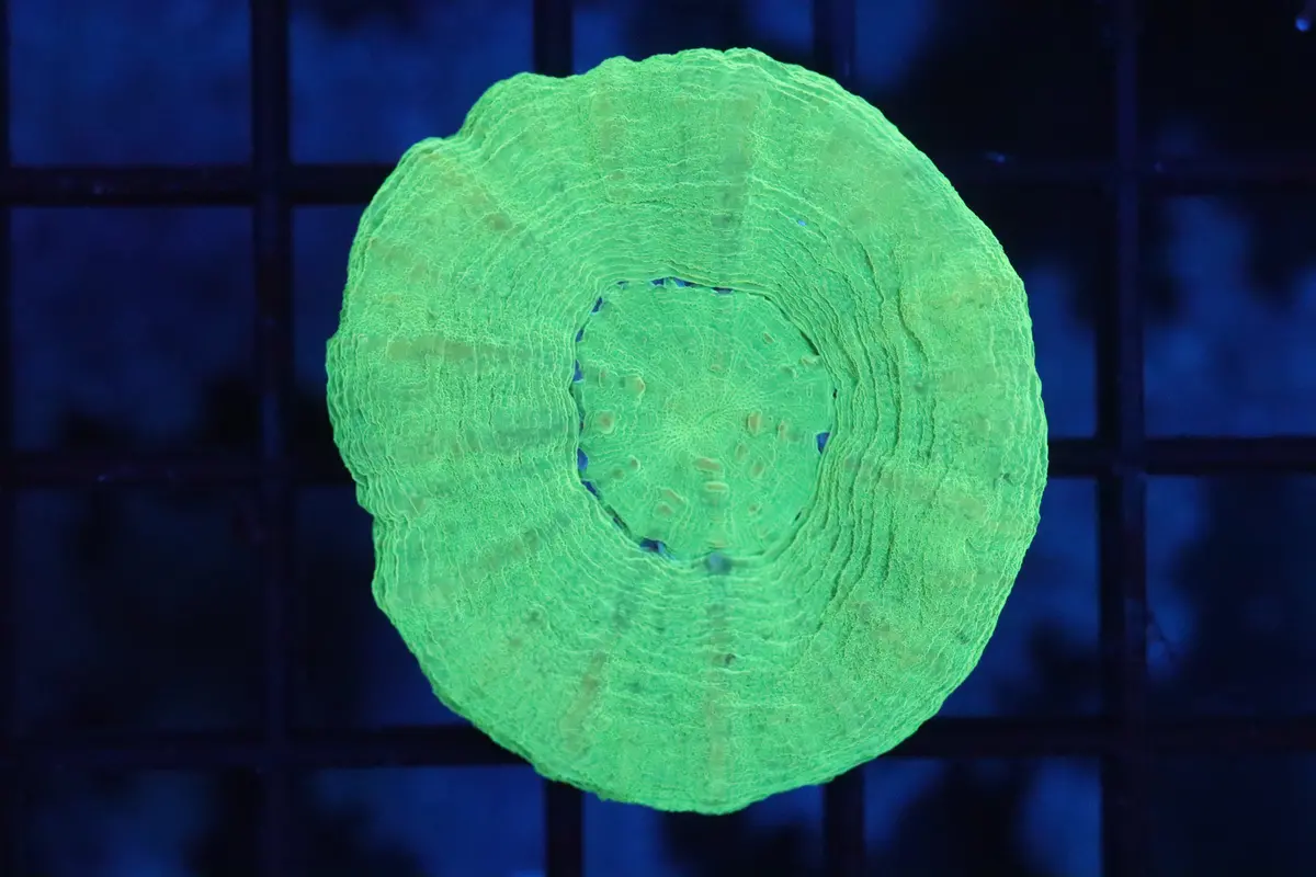 Solid Green Scoly 1
