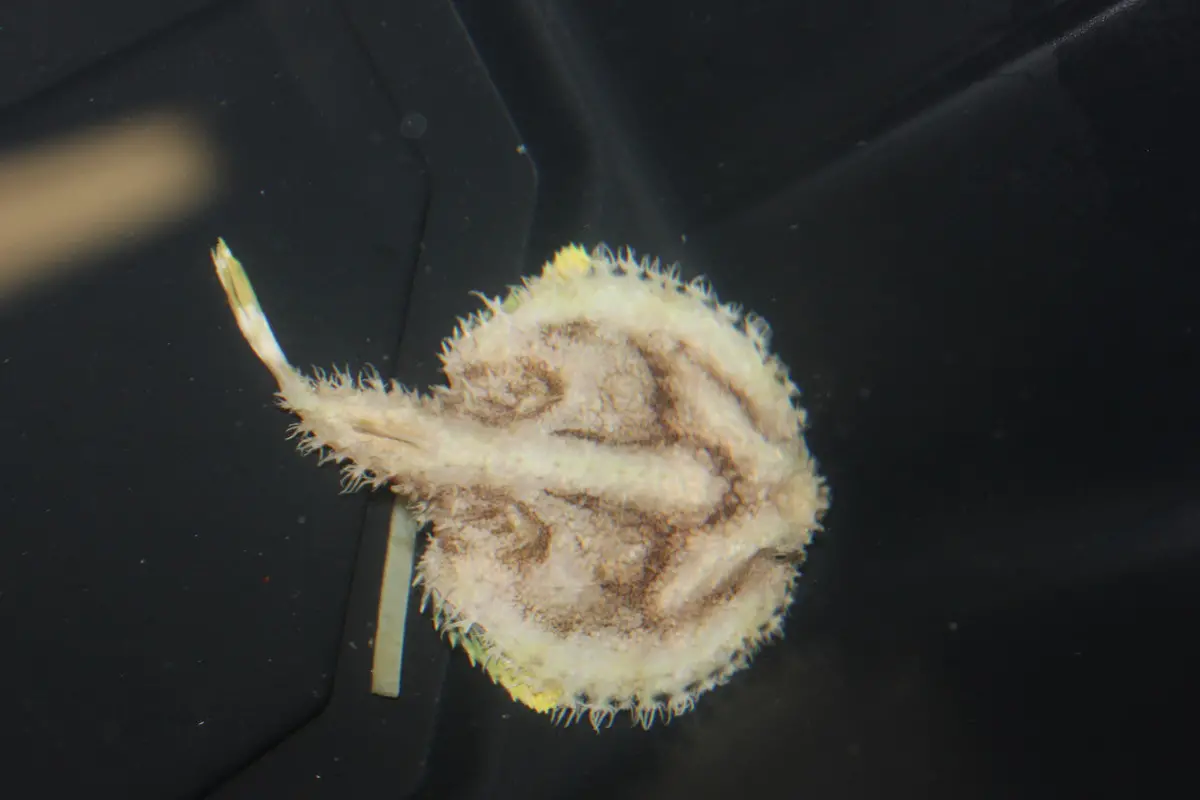 Starry Batfish | Halieutaea Stellata-(3" Disk) 1