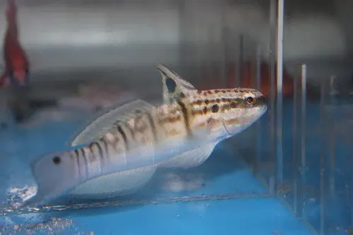 Banded (Bullet) Goby 1