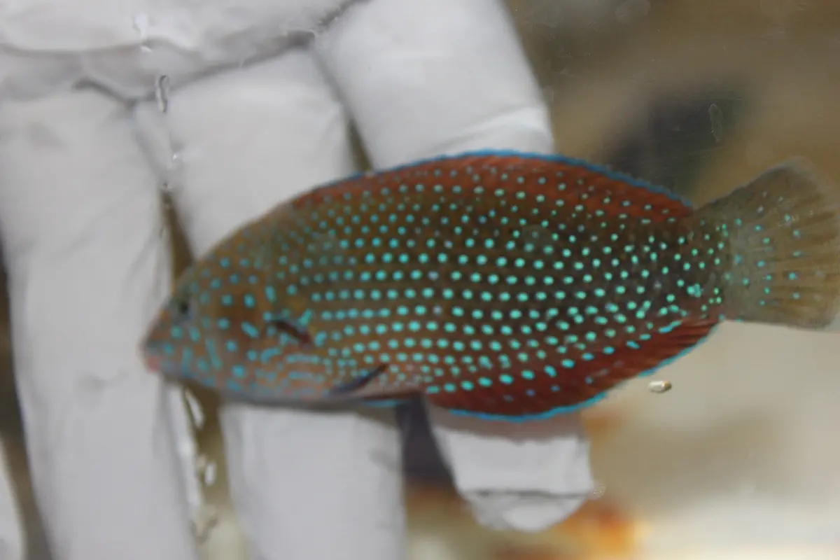 Dusky Wrasse | Halichoeres Marginatus (4-6") 1