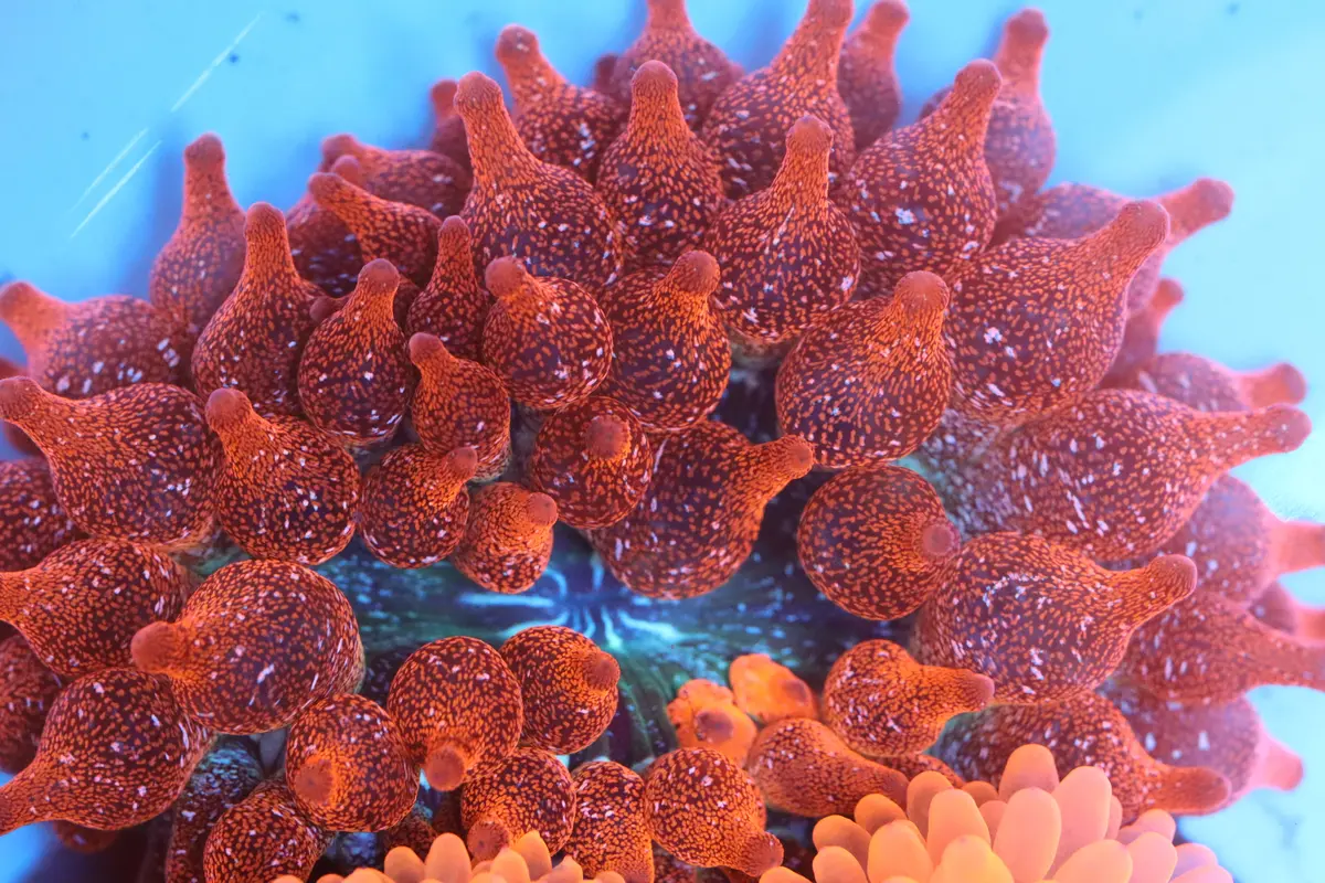 Sparkle Rose Bubble Tip Anemone 2" 1
