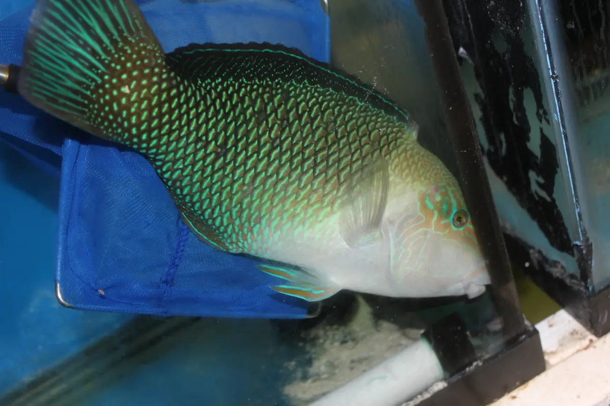 Half And Half Wrasse (Hemigymnus Melapterus), 12" Taiwan 1