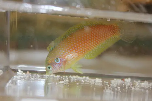 Kuiter's Leopard Wrasse (Macropharyngodon Kuiteri) 1