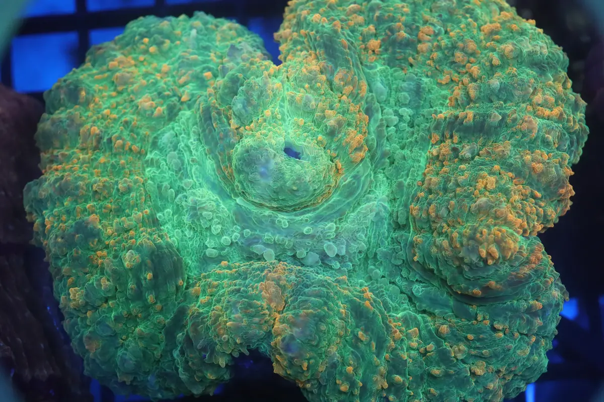 Green Carpet Lobo D147 1