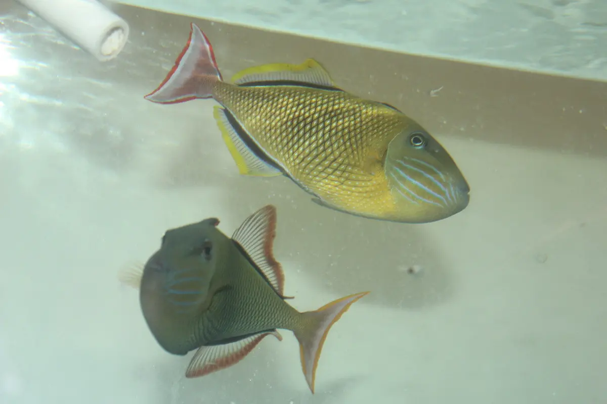 Crosshatch Trigger (Xanthichthys Mento)- (7-8" Pair) 1