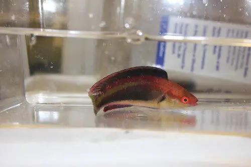 Vila Fairy Wrasse | Cirrhilabrus Sp 1