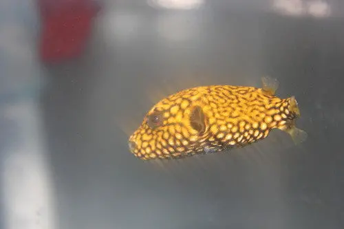 Mappa Puffer | Arothron Mappa (5-6”) 1