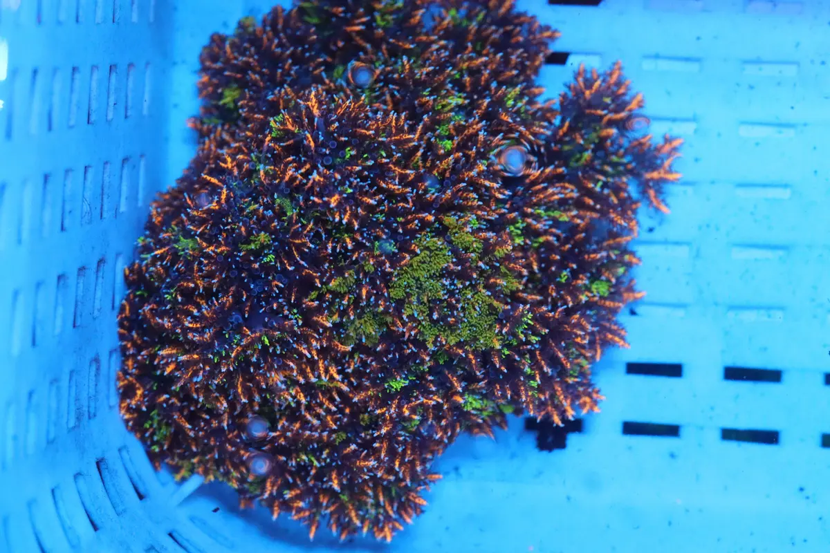 Rainbow Hellfire Anemone 2" 1