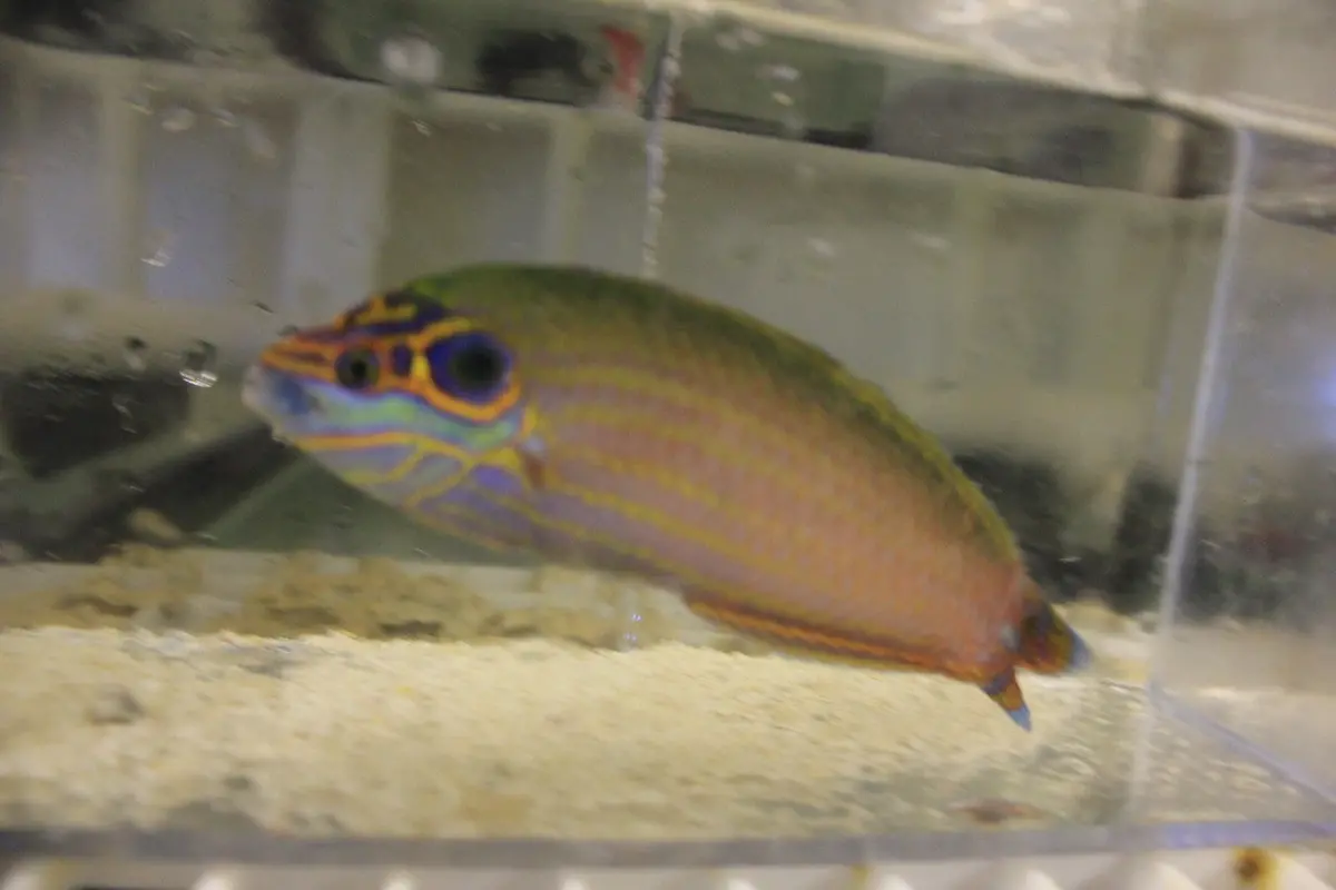 Earmuff Wrasse (Halichoeres Melasmapomus)-Female 1