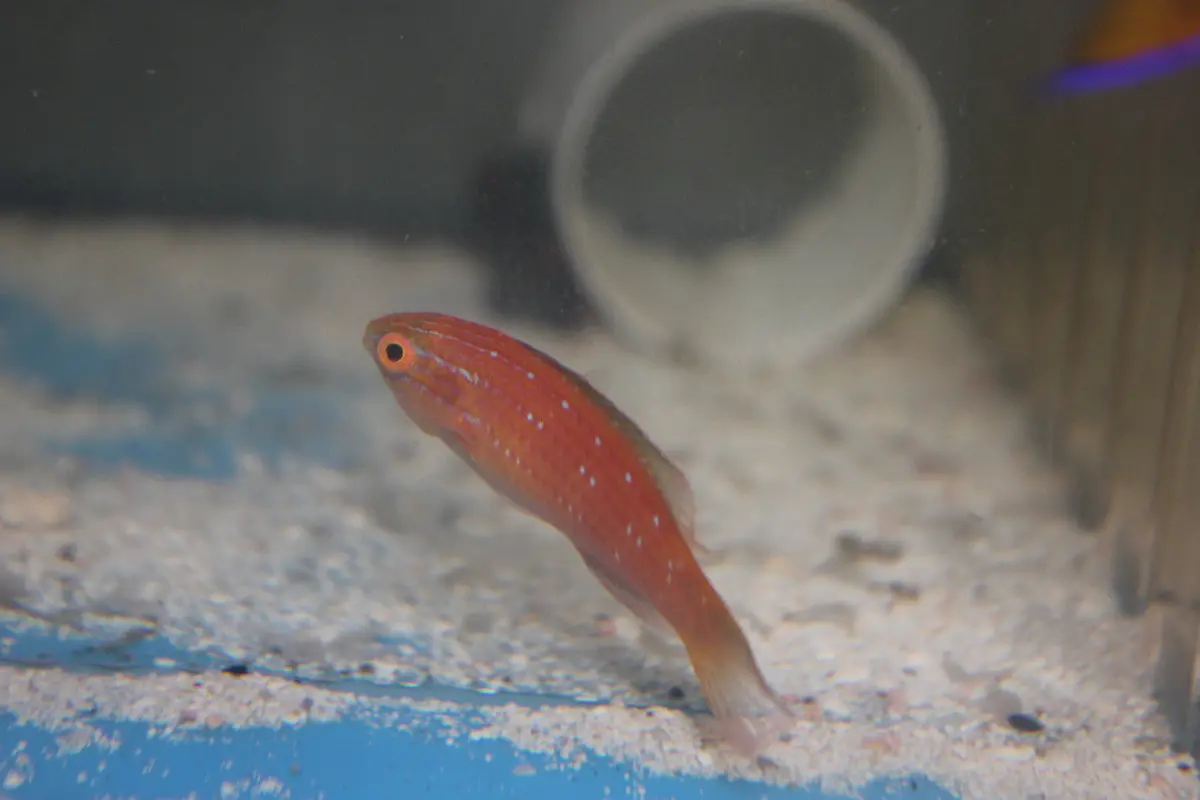 Brunneus Fairy Wrasse (Cirrhilabrus Brunneus) - Female 1