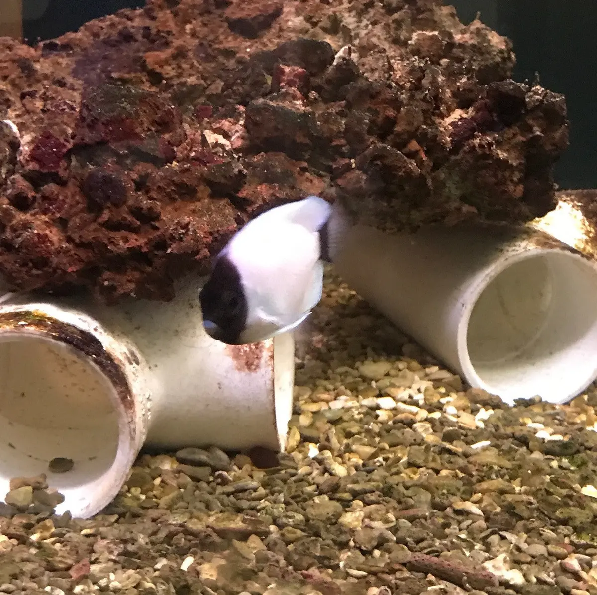 Masked Angelfish (Genicanthus Personatus) 1