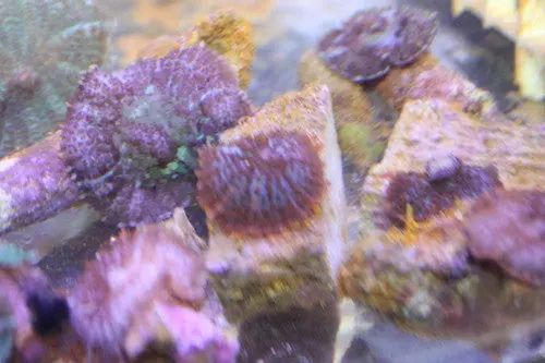 Bullseye Mushroom | Rhodactis Inchoata - Single Polyp 1