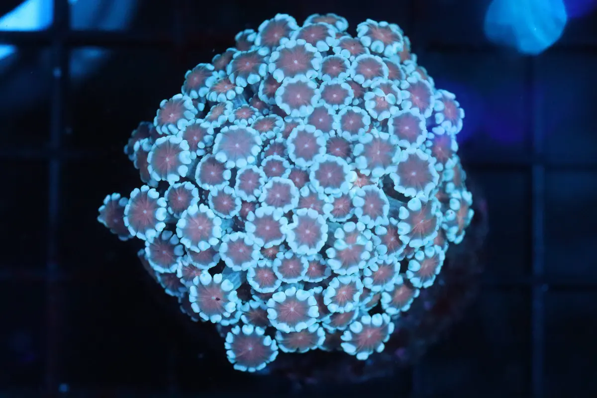 Pink Petal Alveopora Mini Colony (D65) 1