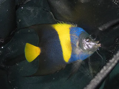 Asfur Angel (Red Sea) 5-6" Male 1