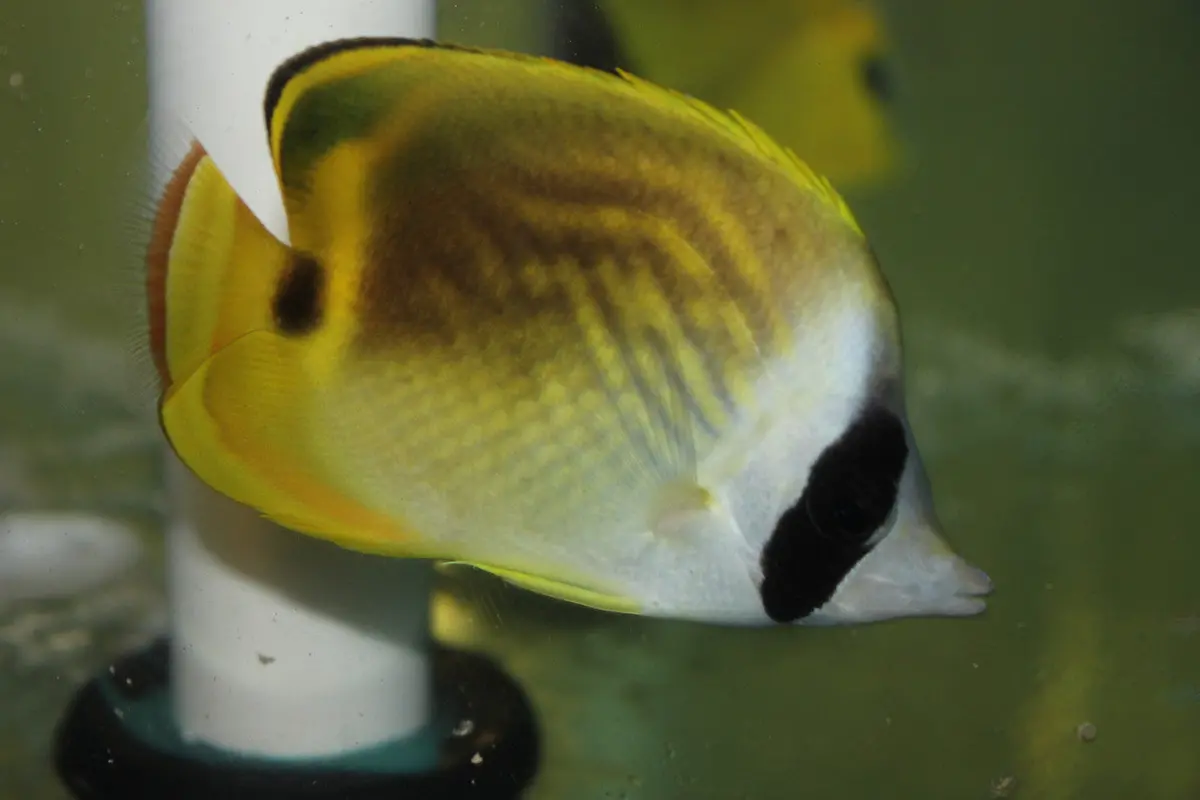 Hybrid Butterfly (Raccoon/Threadfin |  Lunula/Auriga)-3-4" 1