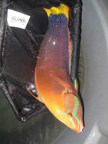 Yellowtail Coris Wrasse (7”) 1