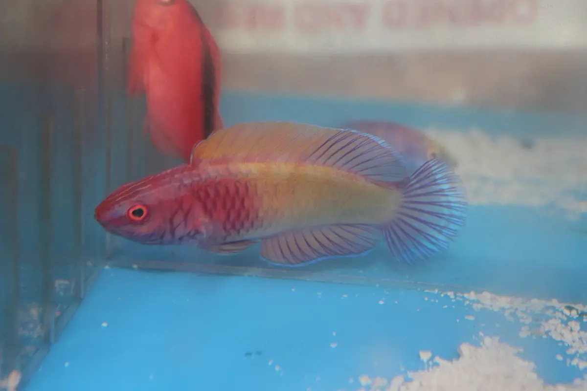 Rosy Scales Fairy Wrasse | Cirrhilabrus Rubrisquamis (Pair) 1