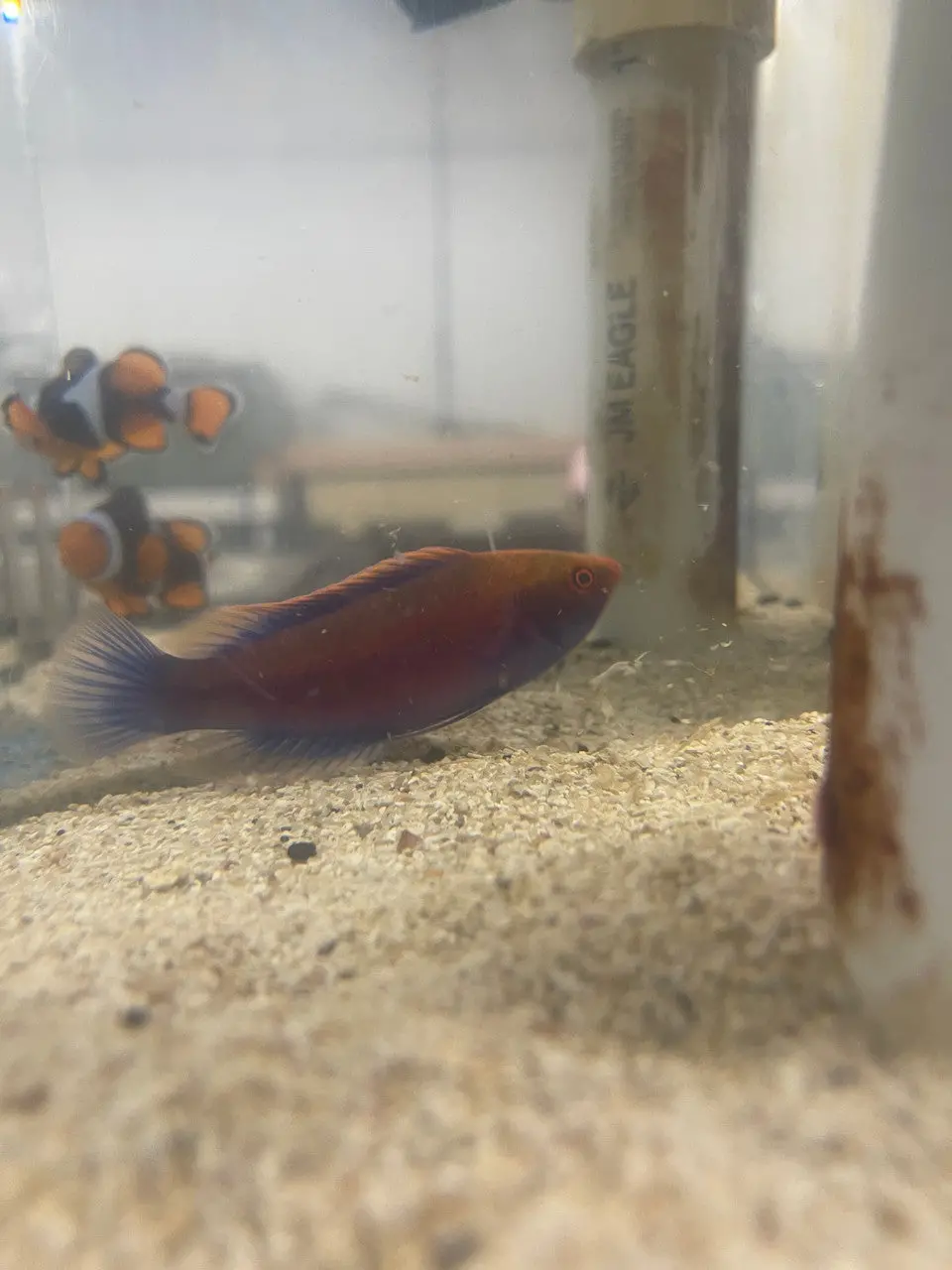 Ruby Longfin Fairy Wrasse | Cirrhilabrus Rubeus (Solomon Island) 1