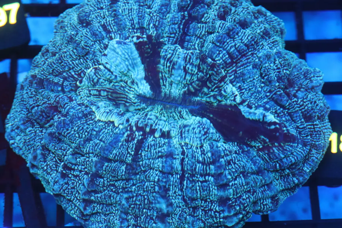 Aussie Acantho (D184) Medium 1