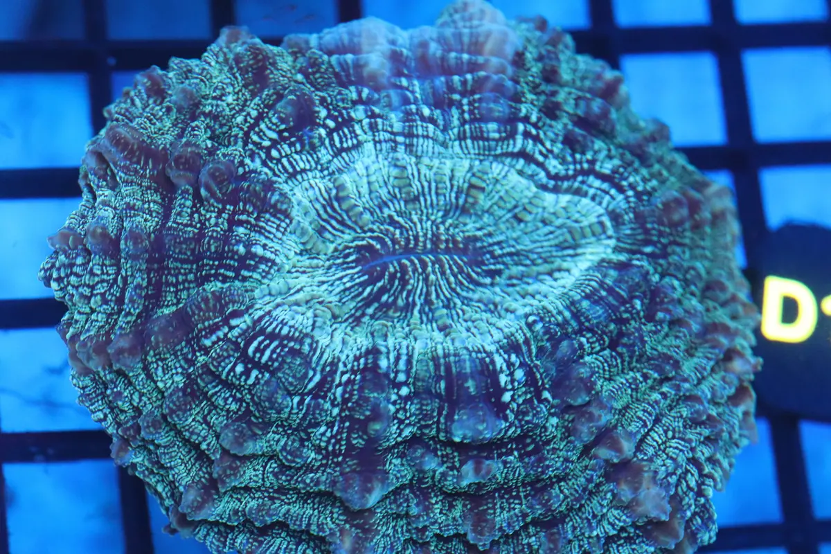 Aussie Acantho (D199) Medium 1
