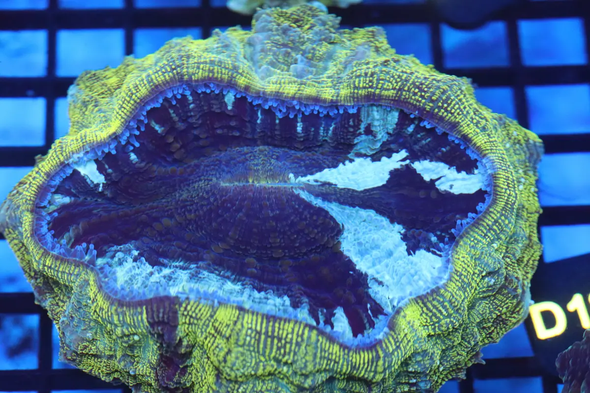 Aussie Acantho (D185) Medium 1