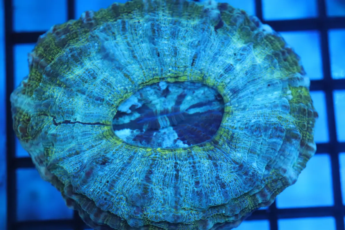 Aussie Acantho (D190) Small 1