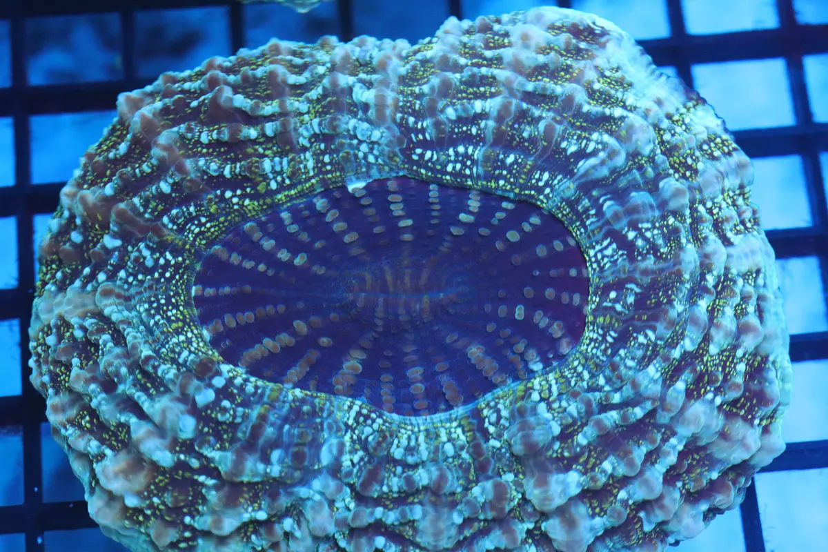 Aussie Acantho (D186) Medium 1