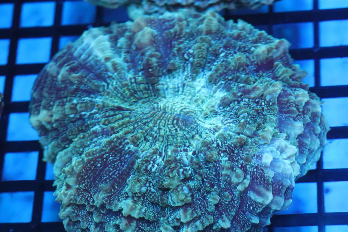 Aussie Acantho (D182) Medium 1
