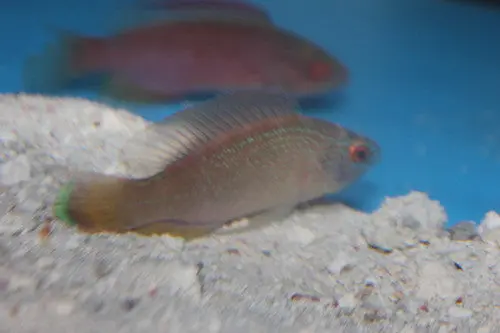 Pylei Fairy Wrasse Pair  (4" Male/3" Female) 1