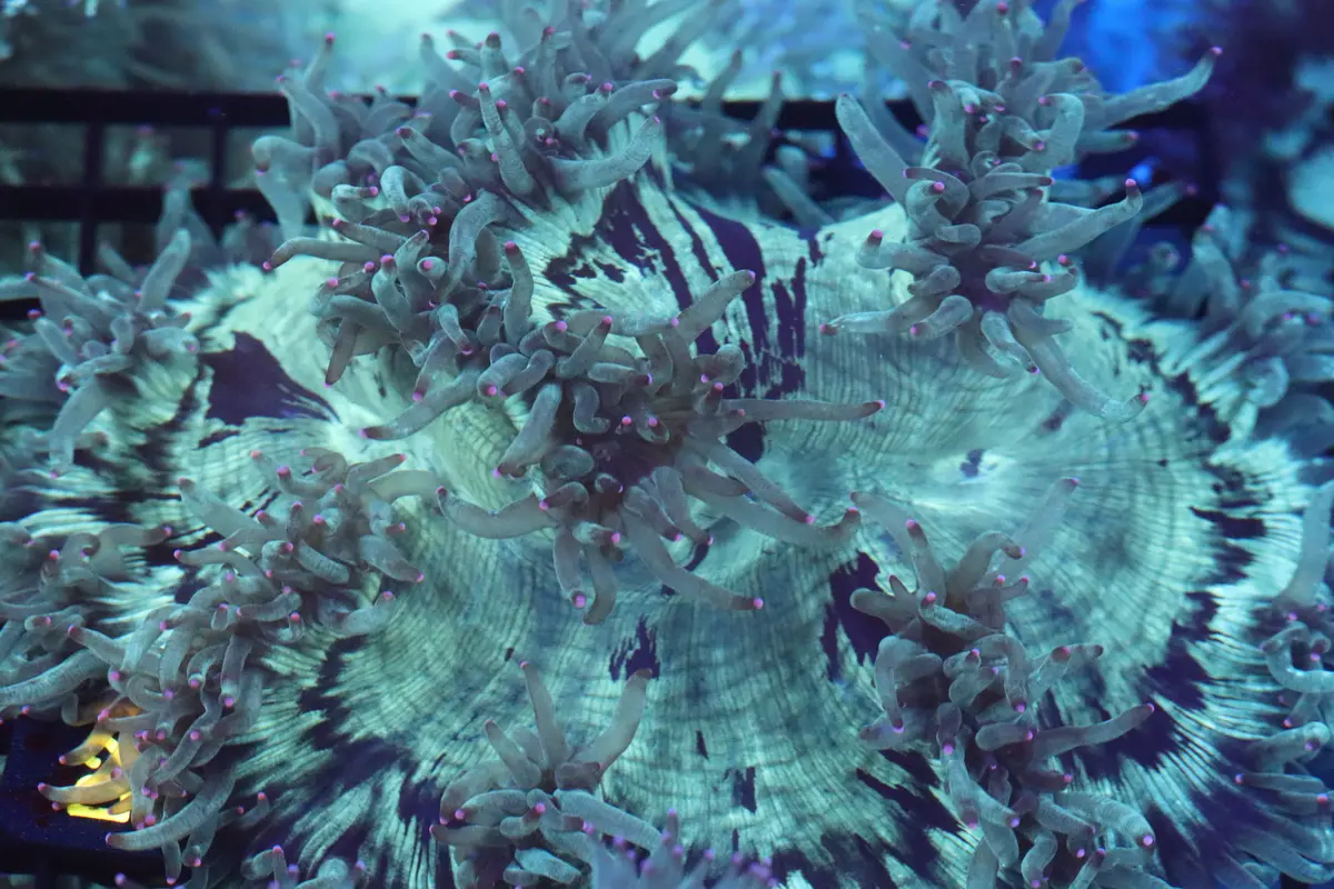 Pink Tip Elegance Coral (D21) 1