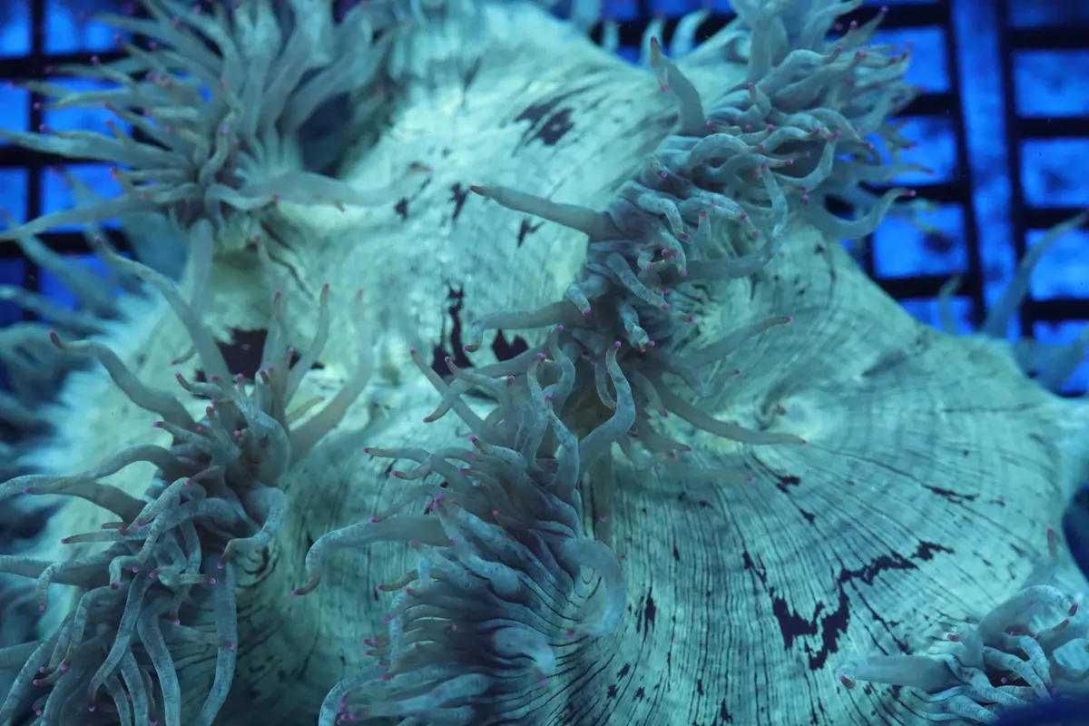 Pink Tip Elegance Coral (D226) 2