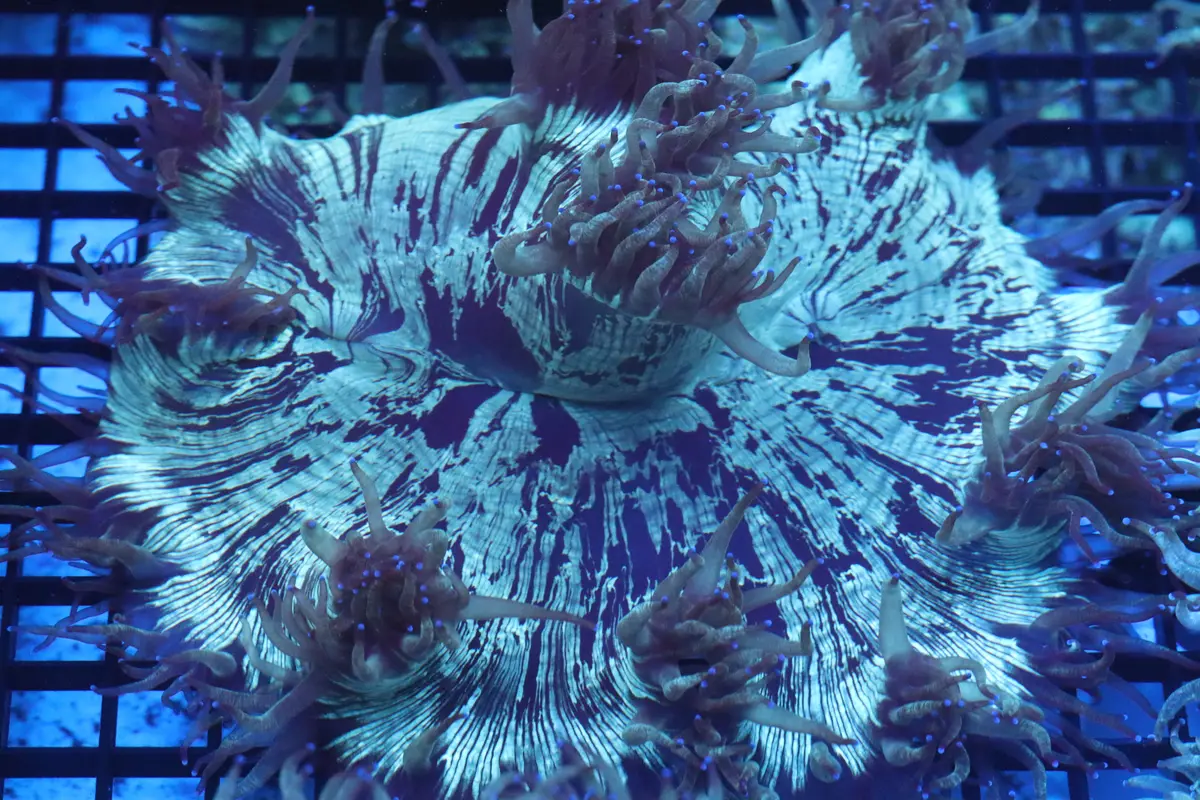 Blue Tip Elegance Coral (D246) 1