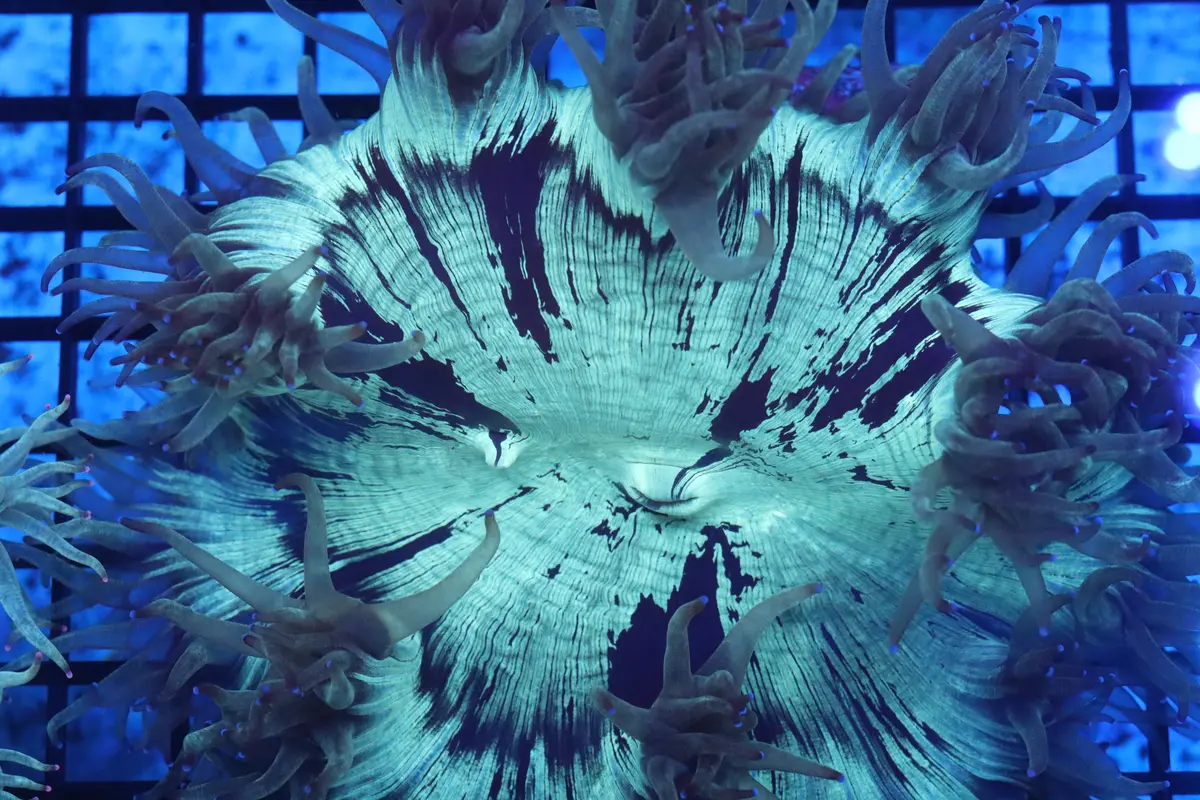 Blue Tip Elegance Coral (D247) 1
