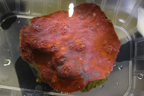 Echinopyllia Chalice-Super Red (1" Frag) 1