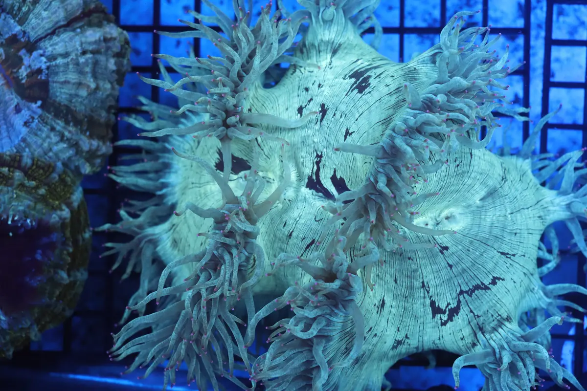 Pink Tip Elegance Coral (D226) 1