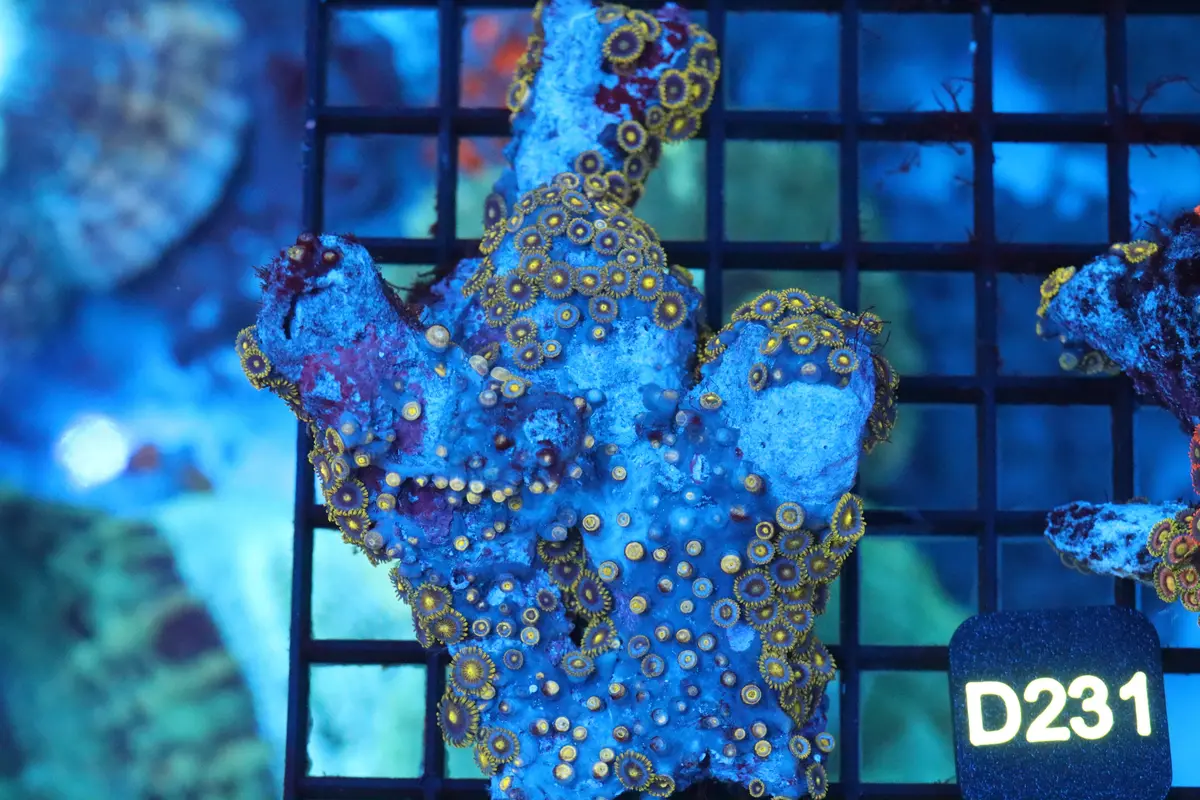 Zoa Colony On Live Rock (D231) 1