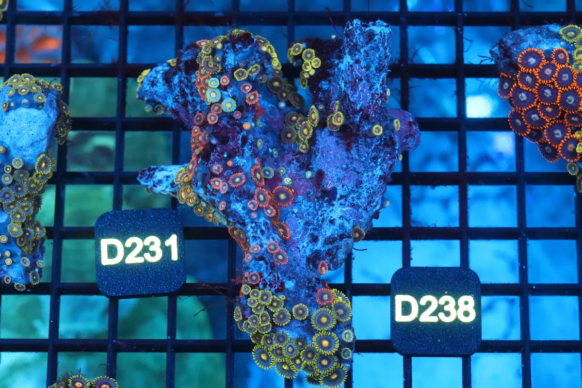 Zoa Colony On Live Rock (D238) 1