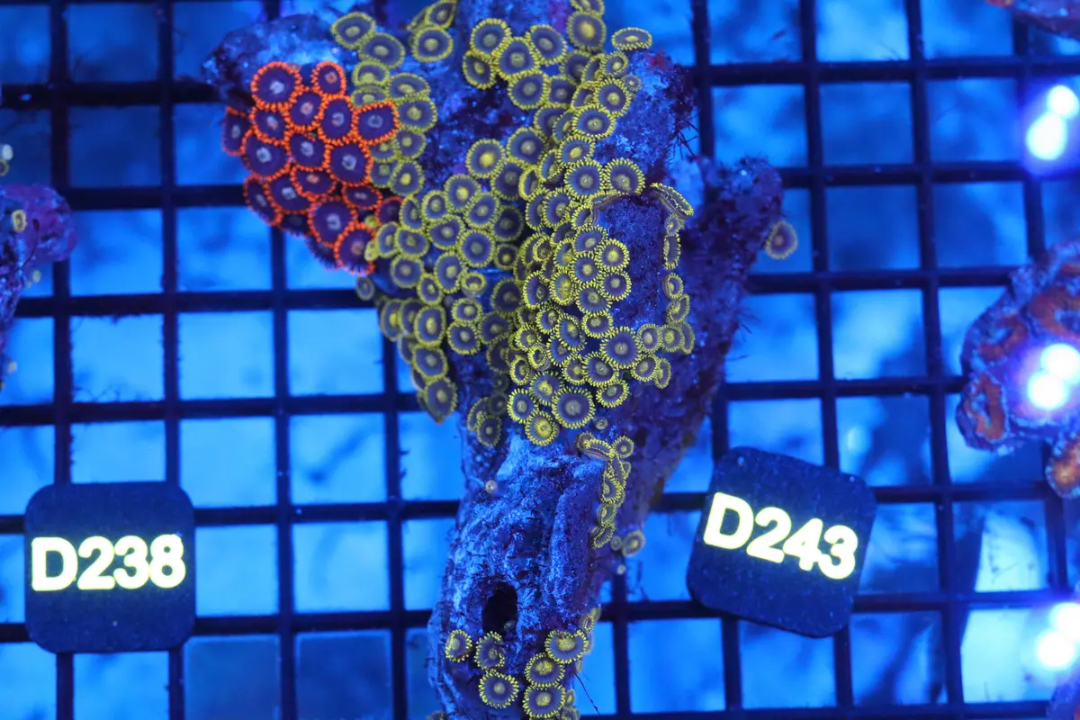 Zoa Colony On Live Rock (D243) 1