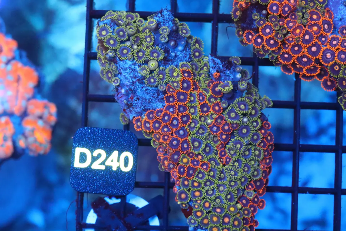 Mini Zoa Colony On Live Rock (D240) 1